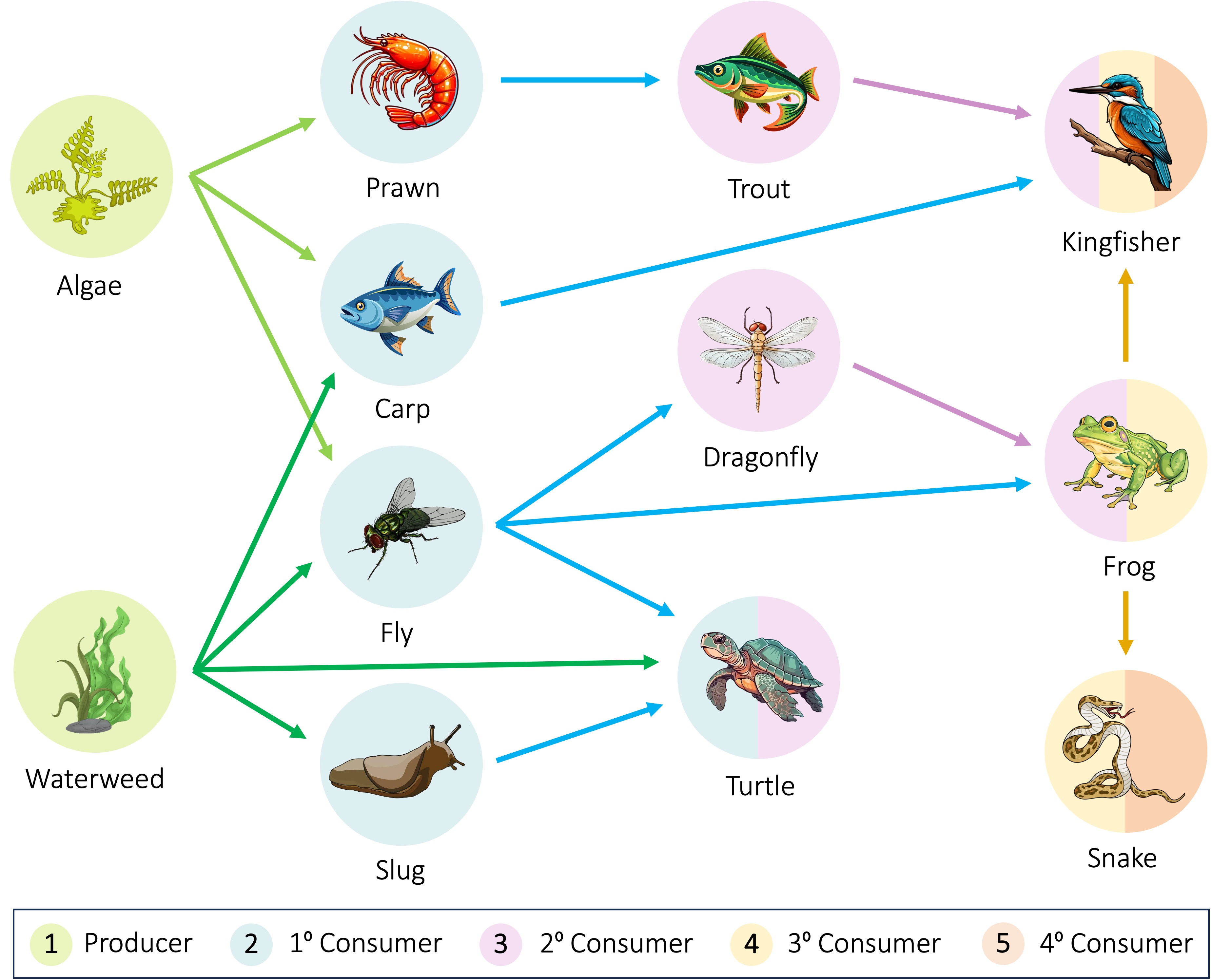 Feeding Pathways feeding-pathways